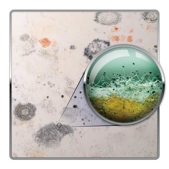 Dryzone Mould Removal Kit + Anti-Mould Additive Bundle – Complete Mould Protection